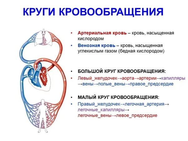 Сердце биология тест. Большой и малый круг кровообращения схема. Сердечно сосудистая система большой и малый круг кровообращения. Малый и большой круг кровообращения человека схема. Круги кровообращения человека схема ЕГЭ.