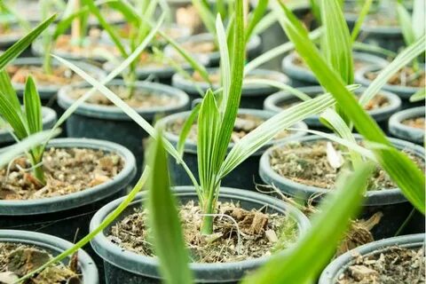 Как растет финик из косточки