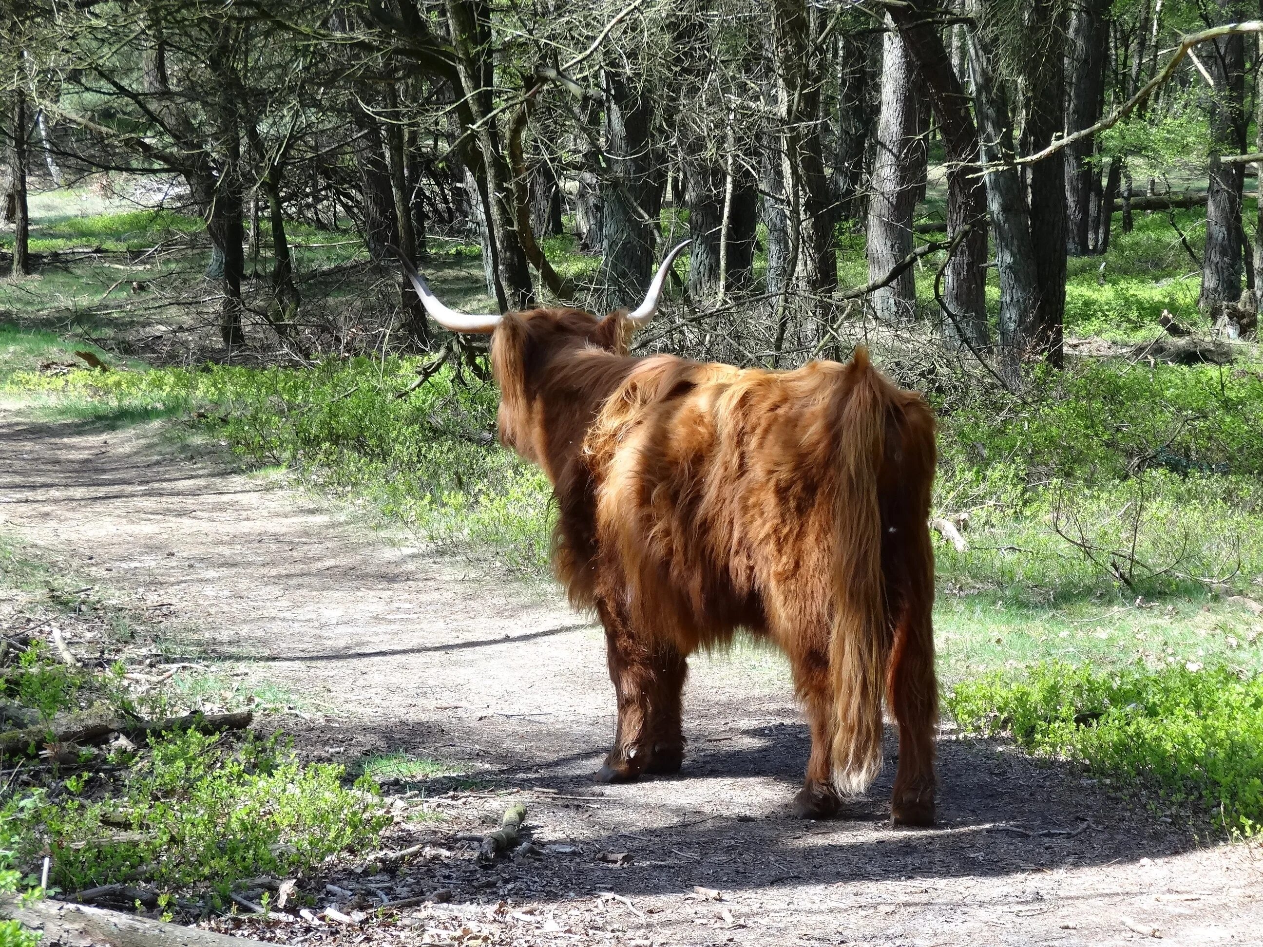 Вола вола вола французская. Корова на природе. Scottish Highlander Cow. Хайлендер животное. Фото яка животное фото около дома.