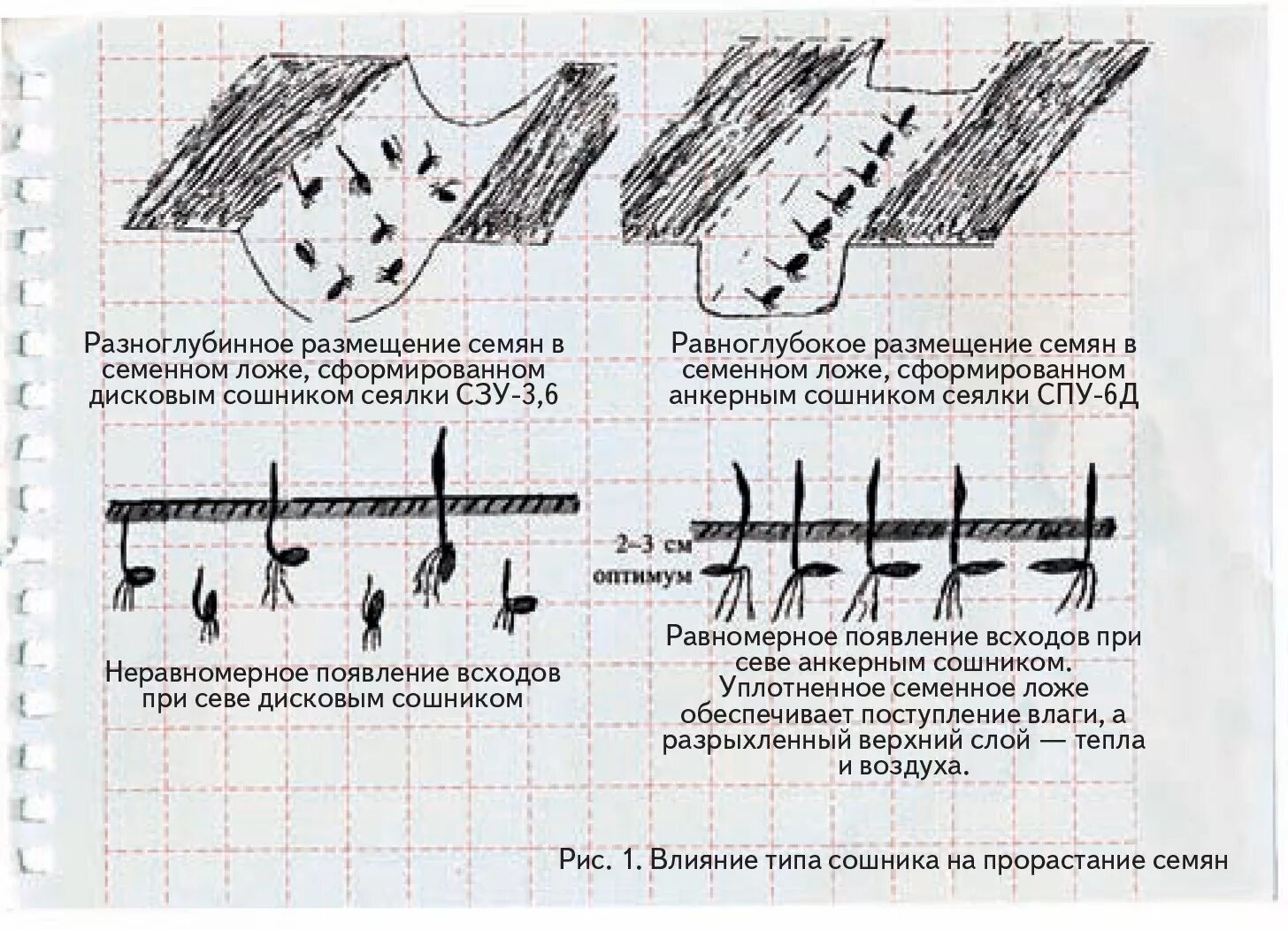 Глубина посева пшеницы. Посев зерновых глубина заделки семян. Схема посева пшеницы. Глубина заделки семян пшеницы. Глубина заделки семян зерновых культур.