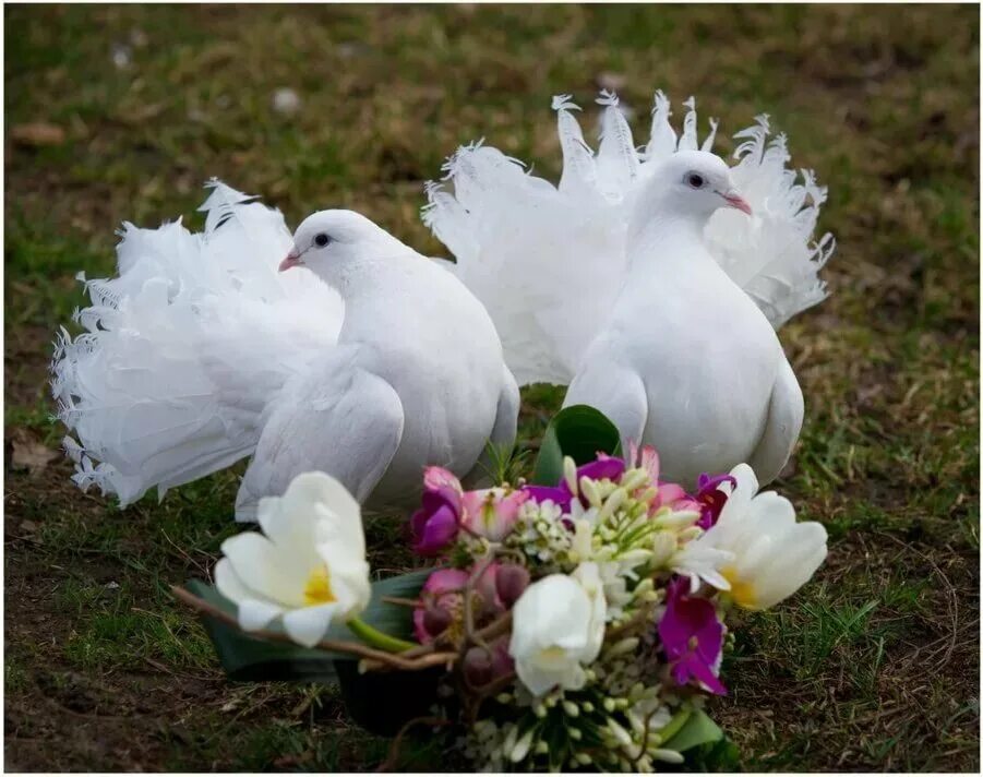 Белый голубь. Красивые голубки. Свадебные голуби. Белый свадебный голубь. Голуби лев толстой