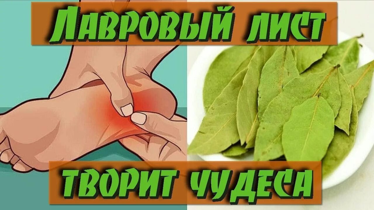 Пейте лист. Лавровый лист поможет больным ногам …. лавровый лист от боли в суставах. лавровый лист от пяточной шпоры. лаврушка от шпоры.