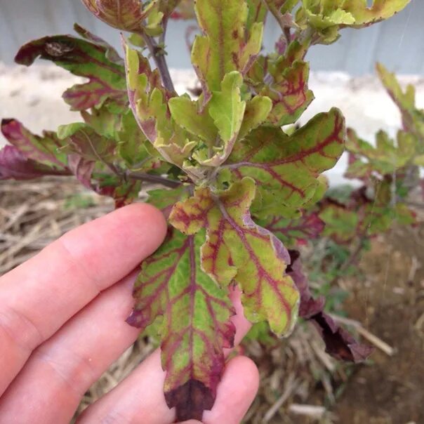 Болезни хризантемы мультифлора. Антракноз хризантем. Почему у хризантемы сохнут листья. Почему у хризантемы сохнут листья. Мучнистая роса на хризантеме.