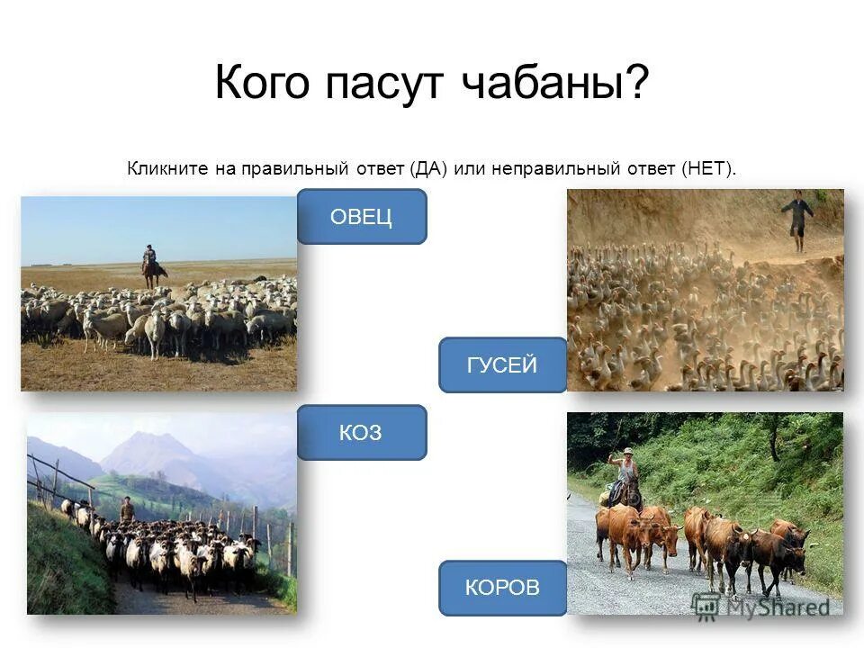Тест животноводство в нашем крае 4 класс. Вопросы про животноводство. тест животноводство 3 класс. проверочная работа по теме животноводство.