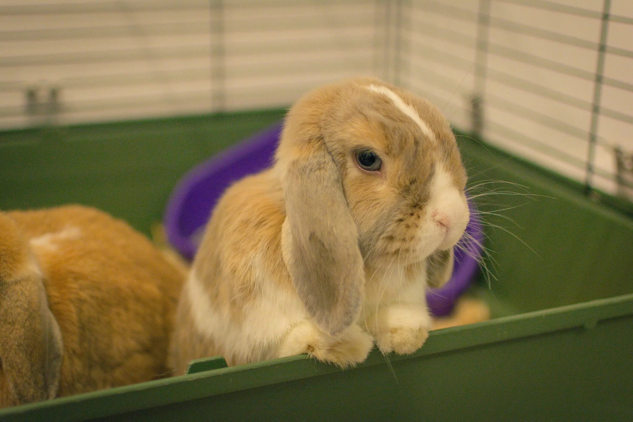 Bunnies pet. Bunnies pet. Мини лоп кролики. Bunnies pet. Bunnies pet.