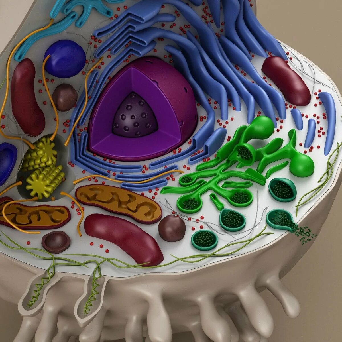 Биология из пластилина. Модель растительной клетки биология. 3д модель растительной клетки. Растительная клетка модель биология 5. Модель клетки клетки биология 6.