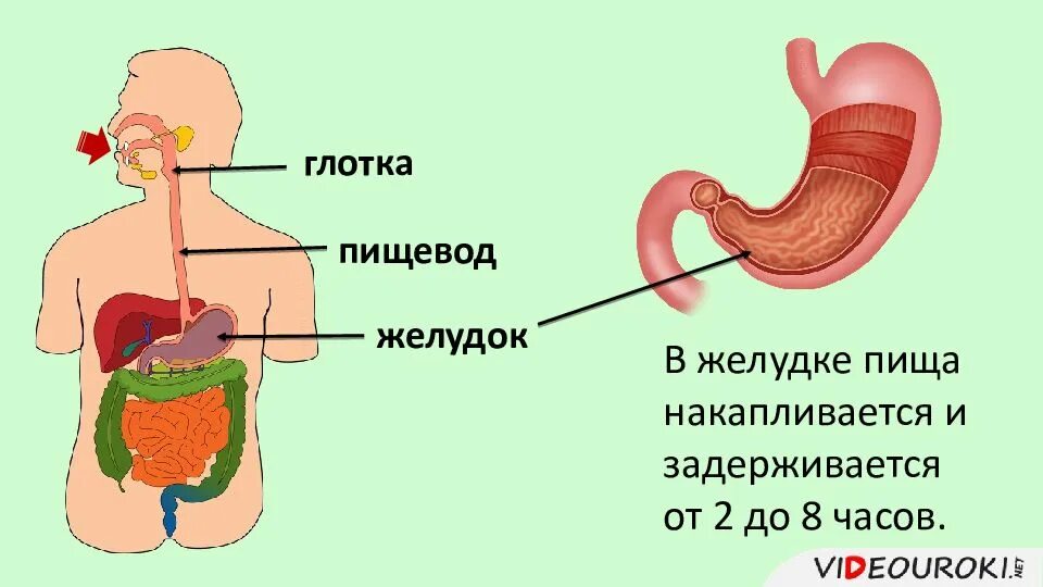 Рот пищевод кишечник. Пищеварение в ротовой полости и в желудке. ЖКТ процесс пищеварения.