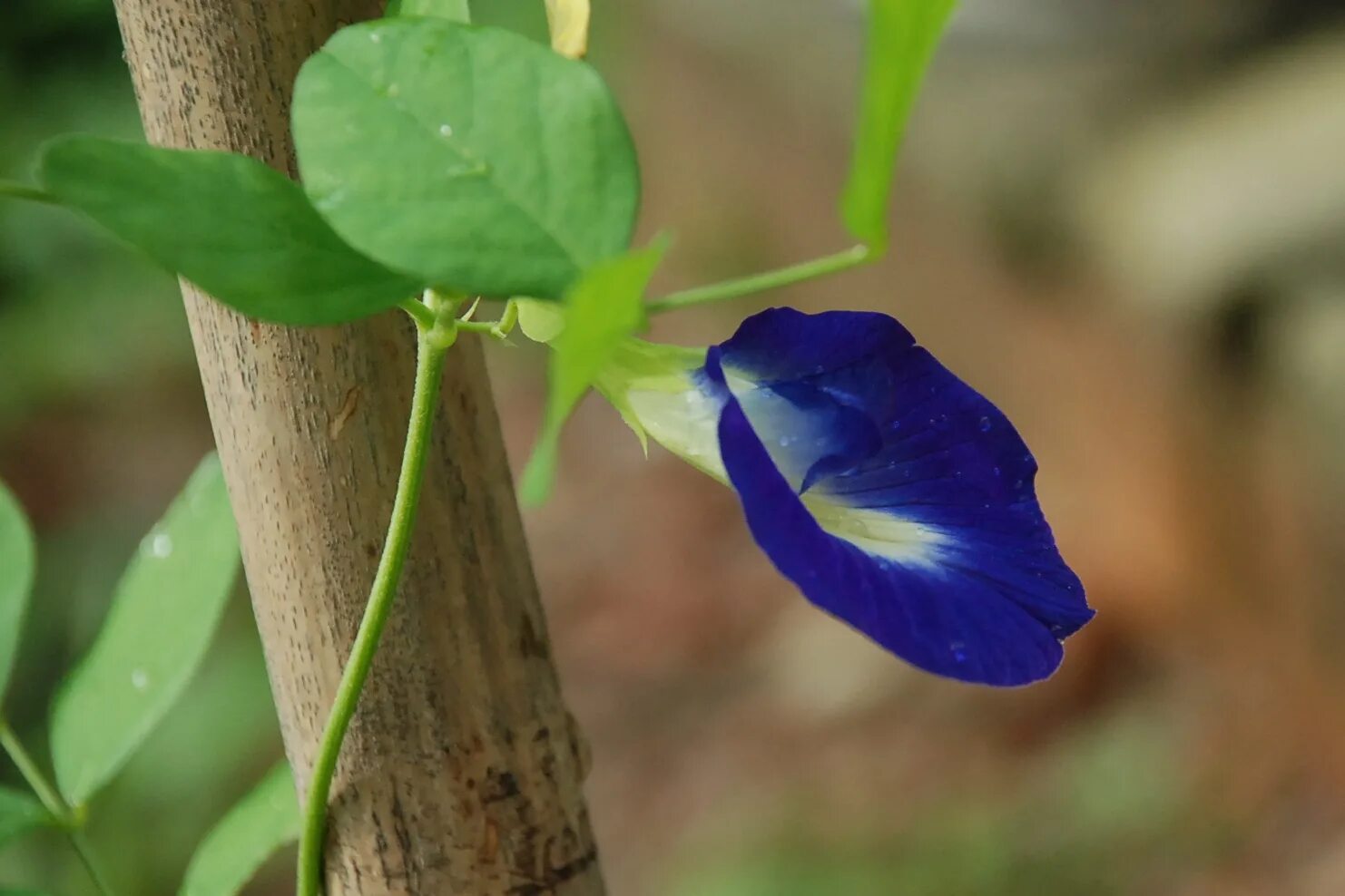 Клитория это. Clitoria ternatea. Клитория тройчатая. Клитория тройчатая Бобы.