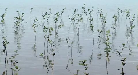 Rivers plants
