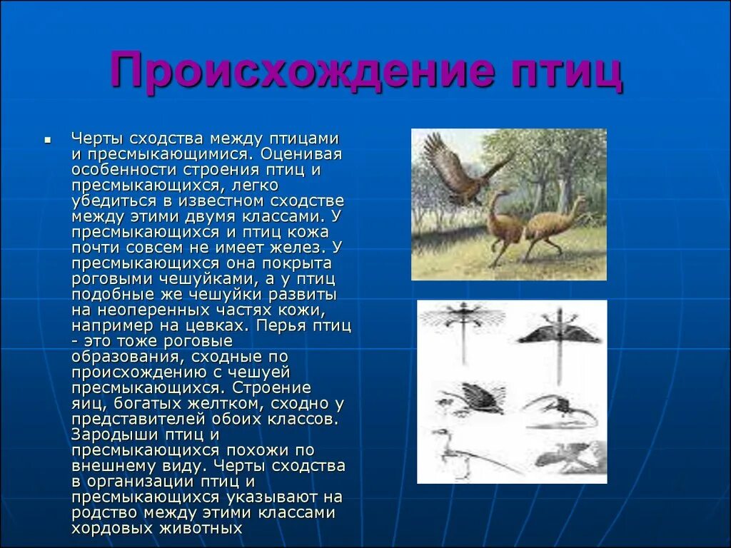 Особенности строения и жизнедеятельности птиц презентация. Происхождение птиц. Класс птицы происхождение. Птицы произошли от рептилий. Происхождение и Эволюция птиц.