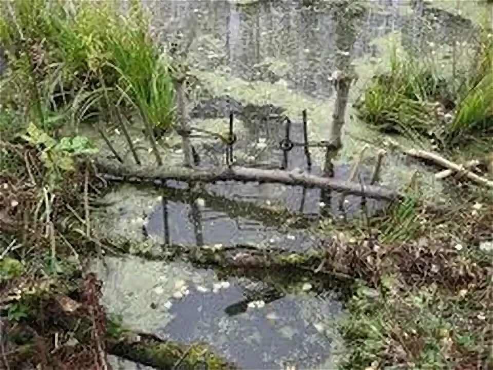 Как правильно ставить капкан на бобра. Проходные капканы на бобра. проходной капкан на бобра.