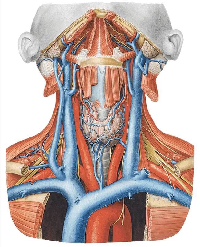 Капилляр щитовидной железы продолговатый мозг. Плечеголовная Вена анатомия. Кровеносные сосуды щитовидной железы. Яремная Вена и плечеголовная Вена.