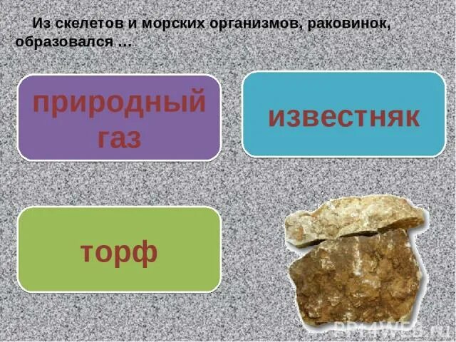 В нем часто встречаются раковины разнообразной