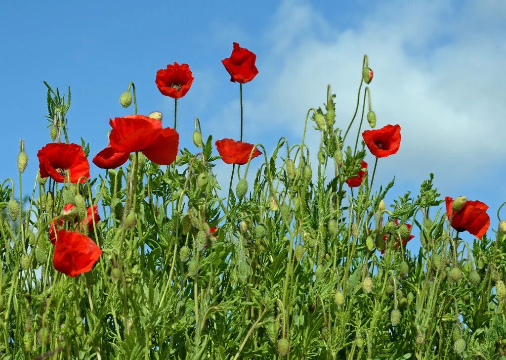 йордлы поппи. поппи плэйтайм. Poppy s 3. California poppy. поппи лига легенд.