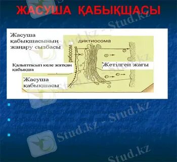 Шөптегі секс фотосуреттері