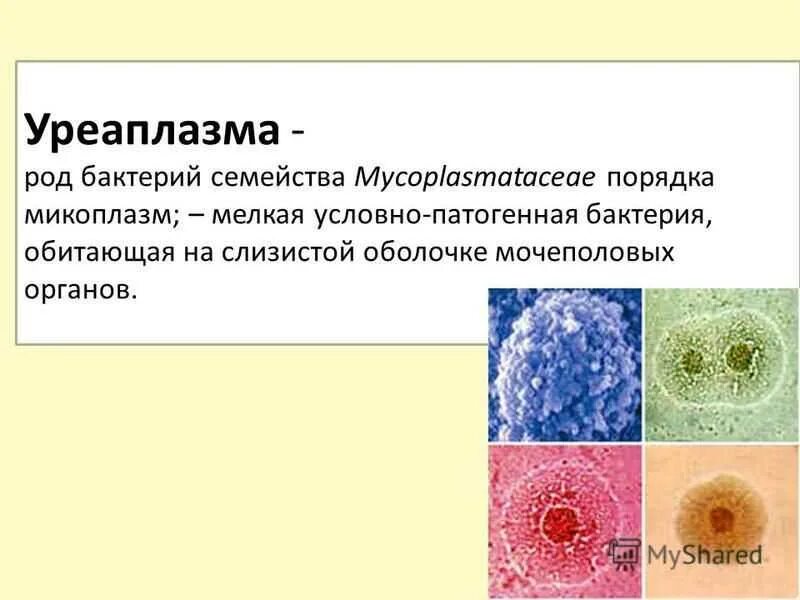 Микоплазмоз как передается