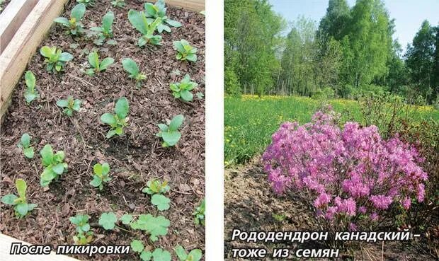 Рододендрон размножение черенками. Черенкование рододендрона. Рододендрон Росток. Рододендрон садовый размножение черенками.