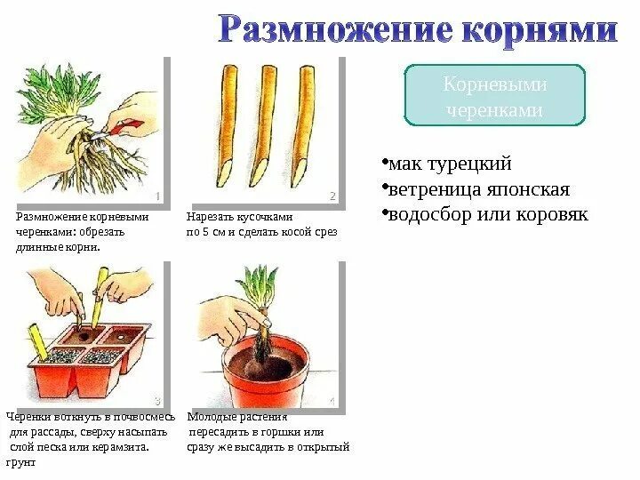 Как размножить люпин. Вегетативное размножение корневыми черенками. размножение люпина корневищем. вегетативное размножение люпина. люпин размножение делением куста.
