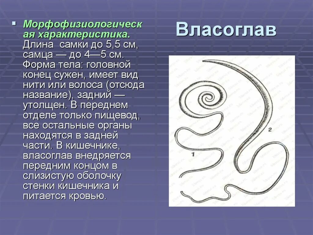 Власоглав симптомы. Власоглав человеческий морфология. Власоглав человеческий самка. Власоглав самка и самец. Спикула у власоглава.