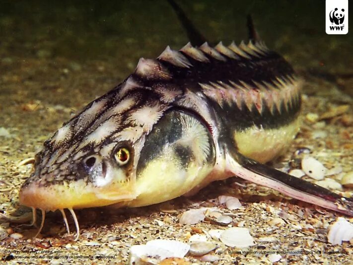 Рифовые ядовитые рыбы! - Picture of Oceanarium Akvamir, Vladivostok - Tripadviso