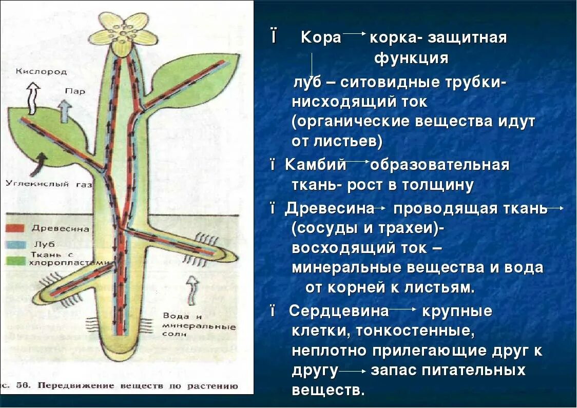 Какие вещества передвигаются по сосудам. Транспорт веществ у растений. Передвижение веществ у растений. Движение веществ по растению. Передвижение органических веществ в растении.