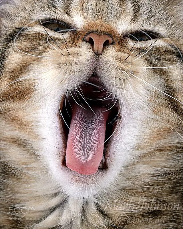 Котенок с открытым ртом. Котики с открытыми ртами. Кот зевает. Котик с открытым ротиком.