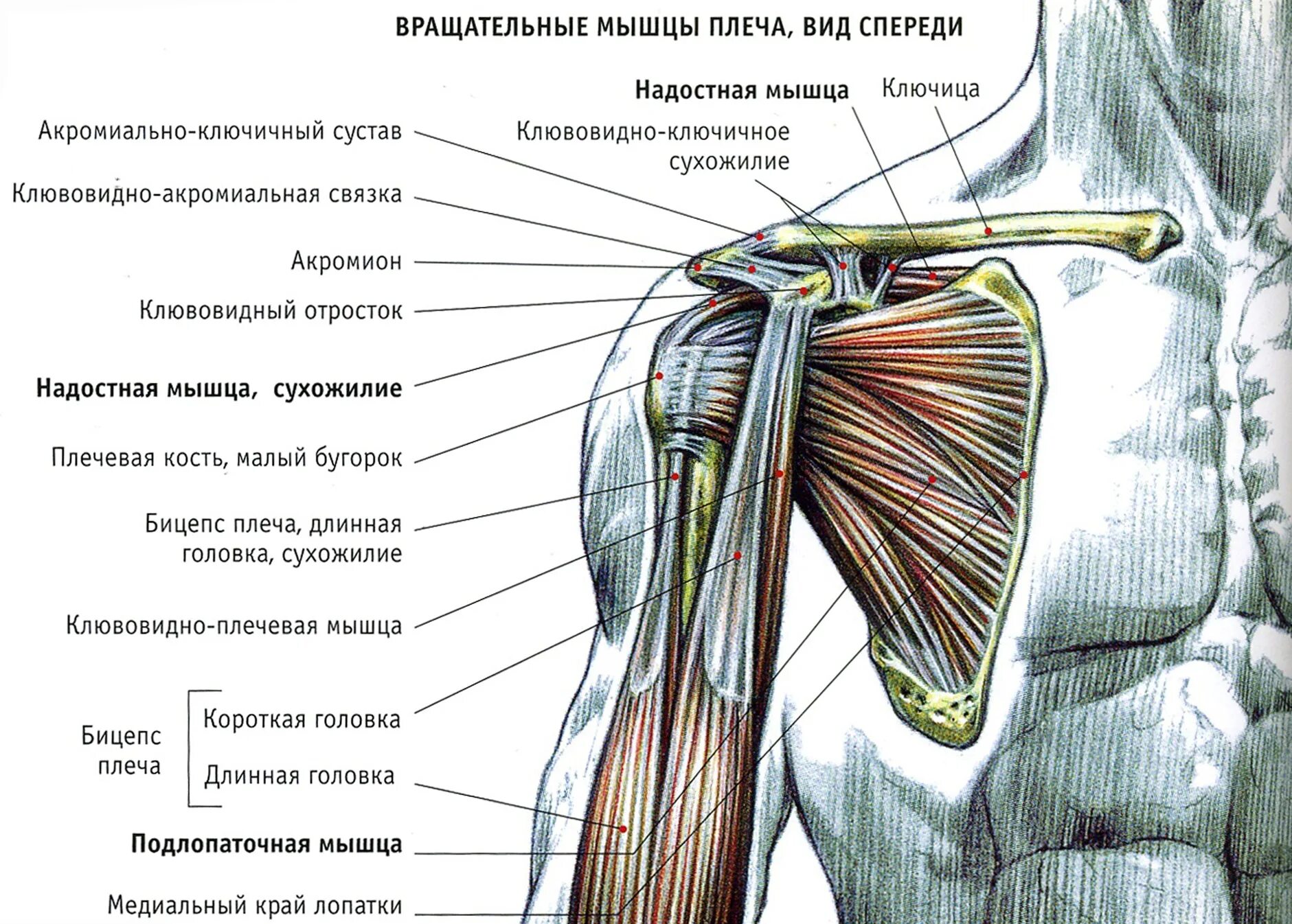 Плечевые связки. Мышцы плечевого сустава человека анатомия. Анатомия плеча мышцы связки сухожилия. Мышцы плечевого сустава анатомия сзади. Мышцы плечевого сустава человека и связки анатомия.