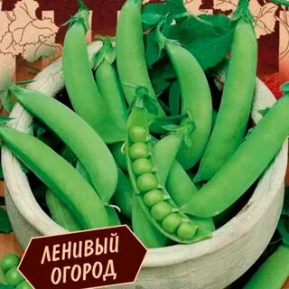 Горох в 2024