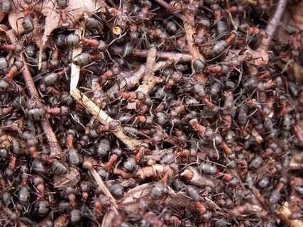Ants 6