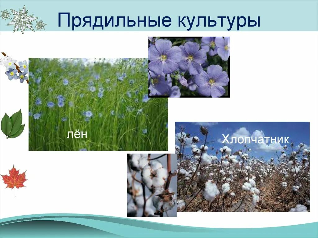 Прядильные. Прядильные растения пермского края. прядильные растения в поле. прядильные культуры 2 класс. прядильные культуры названия.