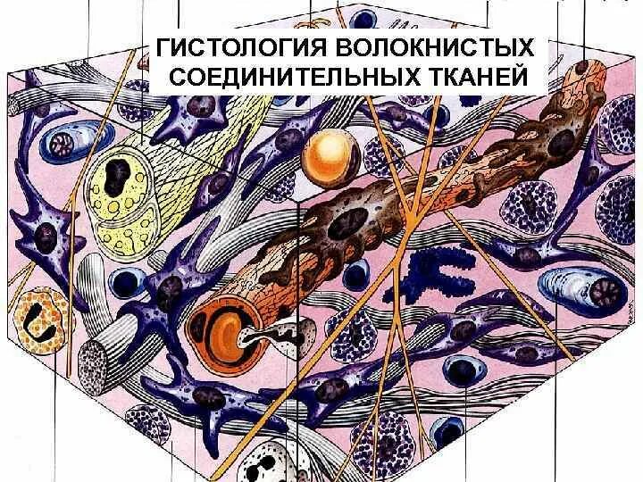 Рыхлая ткань гистология. Рыхлая волокнистая неоформленная соединительная ткань. рыхлая и плотная соединительная ткань гистология. гистология ткань рыхлая соединительная ткань. рыхлая волокнистая неоформленная соединительная ткань рисунок.