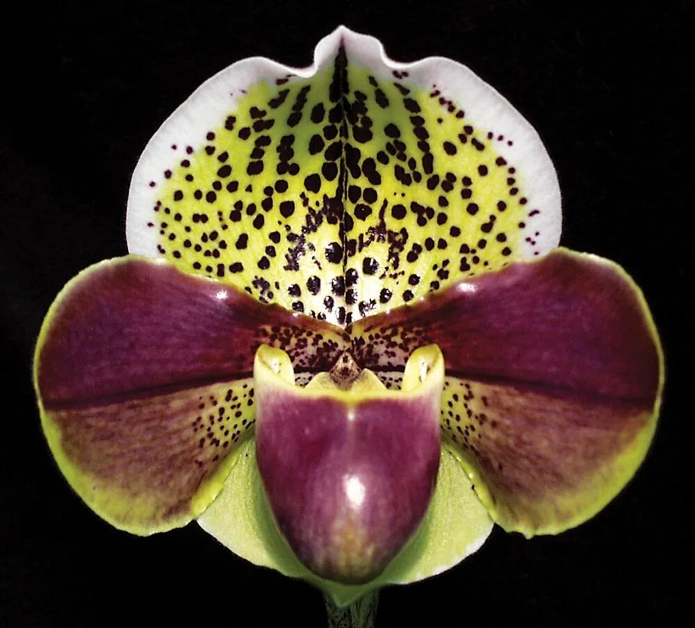 Американский гибрид. Paphiopedilum Орхидея. Орхидея Paphiopedilum Hybrid. Пафиопедилюм фаленопсис. Орхидея Пафиопедилум американский гибрид.