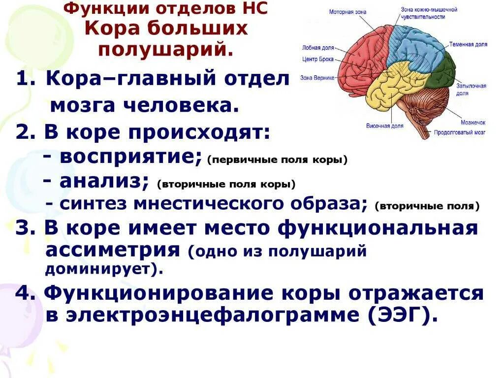 Передний мозг центр регуляции. Функции отделов коры головного мозга. Функции отделов больших полушарий головного мозга. Функции долей коры больших полушарий переднего мозга.