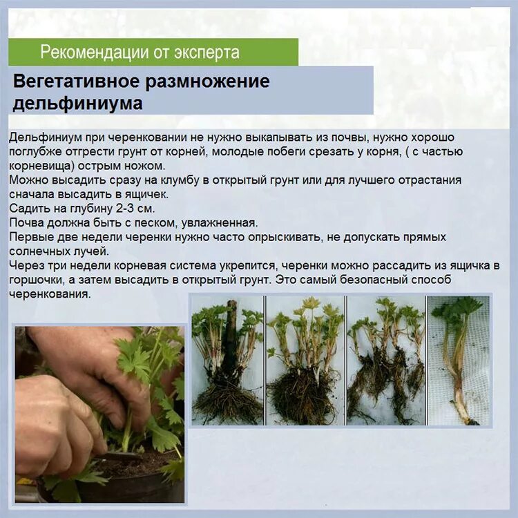 Корневище дельфиниума. Дельфиниум блю берд. Корневища дельфиниума. Корневища дельфиниума. Дельфиниум пацифик блю.