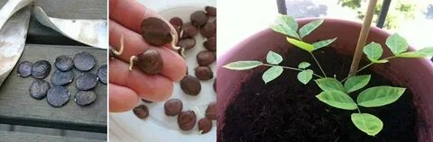 Глициния из семян выращивание