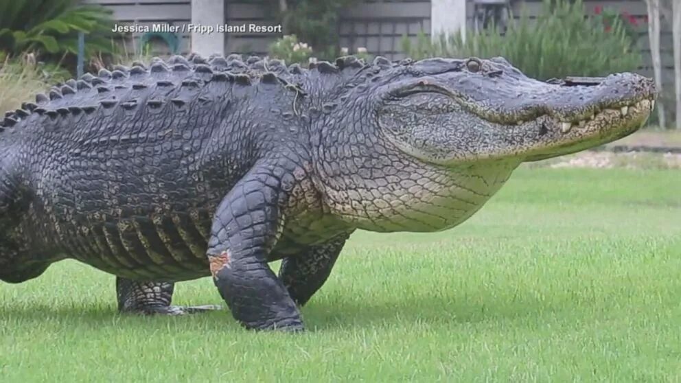 Самый большой аллигатор. Миссисипский Аллигатор. Крокодил Аллигатор Кайман. Гребнистый крокодил самый большой. Аллигатор Монти.