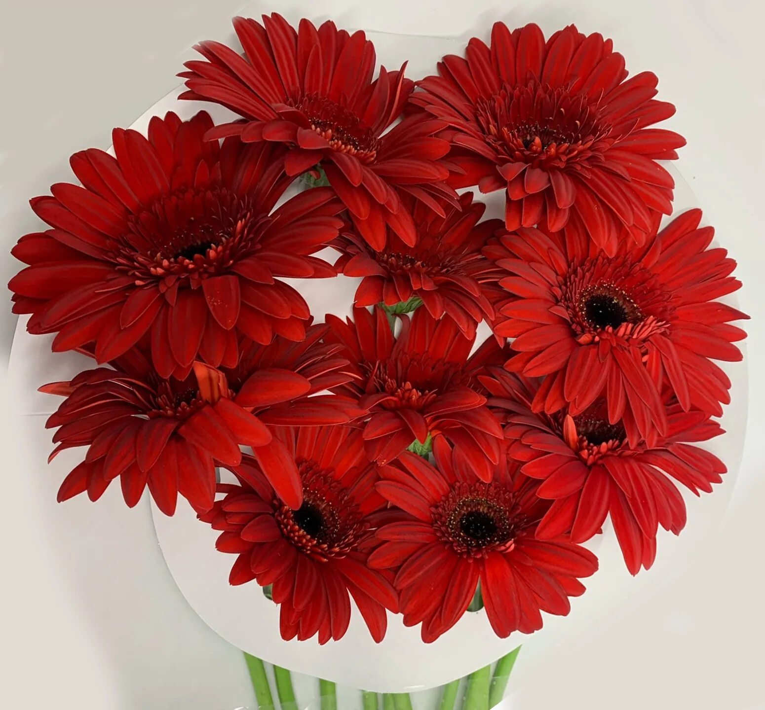 Гербера остролистная. Гербера фламенко. Гербера абиссинская. Гербер. Красные герберы.