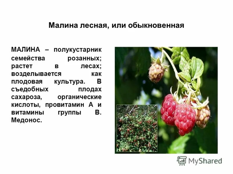 кустарники второго яруса. растения первого яруса. в каком ярусе растет лесная малина. растения первого яруса леса. в каком ярусе растет лесная малина.