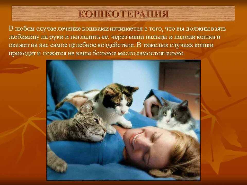 Лечат ли кошки людей. Кошки лечат. Кошачья терапия. Кошка лечит человека. Фелинотерапия.