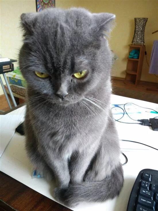 обиженный котенок