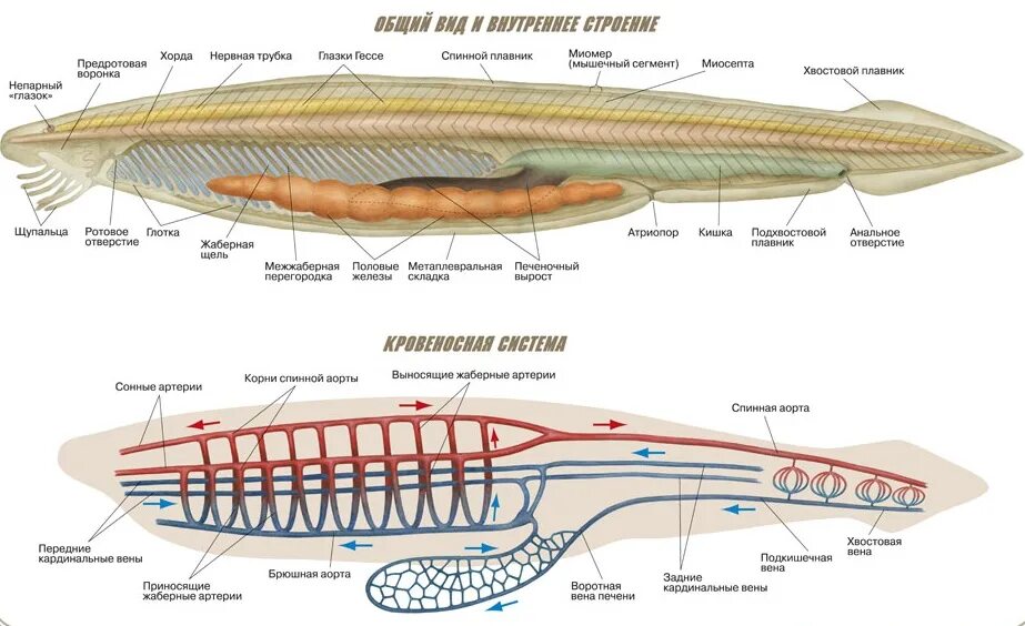Хордовые на спинной стороне тела. Внутреннее строение ланцетника. Строение хорды ланцетника. Схема внутреннего строения ланцетника. Бесчерепные строение ланцетника.