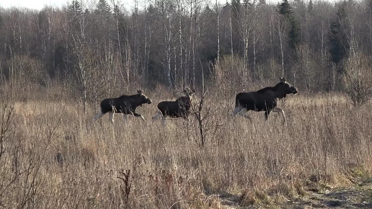 На лося пойду. Охота.лося. Загонная охота. Загонная охота на лося и кабана. Загонная охота на косулю 2021.