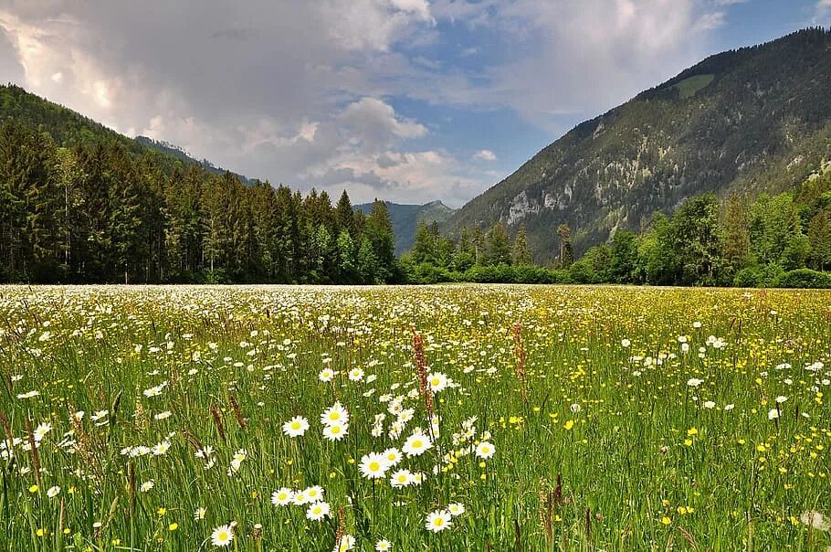 Субальпийские луга северного кавказа. Полюбуйтесь альпийскими лугами. Полюбуйтесь альпийскими лугами. Полюбуйтесь альпийскими лугами. Полюбуйтесь альпийскими лугами.
