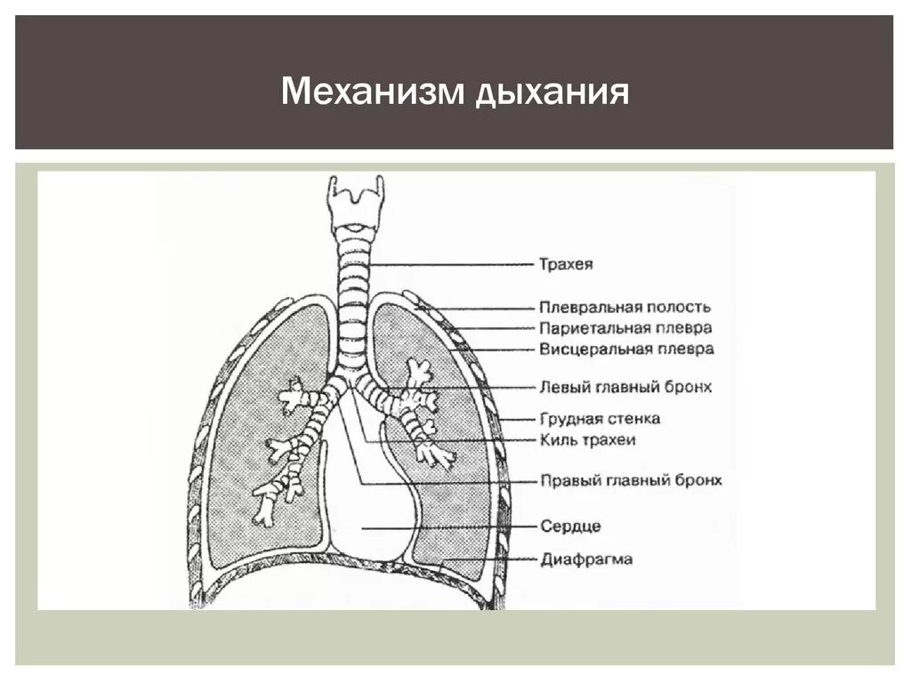 Дыхательная система трахея анатомия человека. Механизм легочного дыхания схема. Схема строения плевральной полости. Дыхательная система плевральная полость.