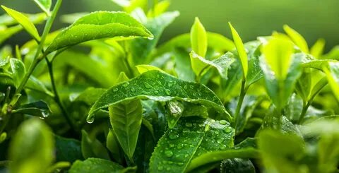 Leaf bliss чай
