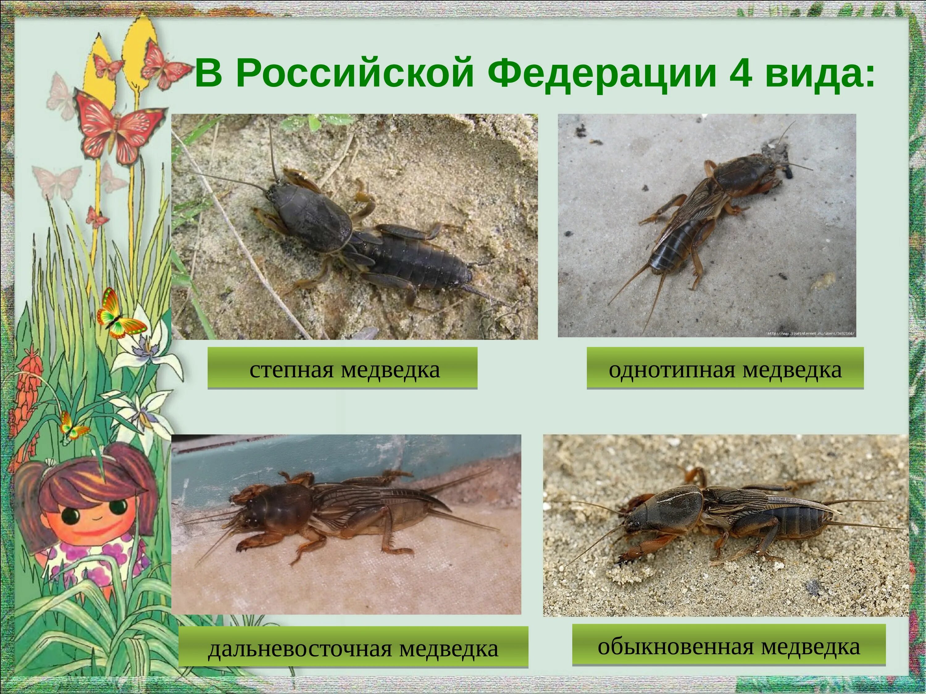 Приспособление к среде обитания кактуса медведки. Медведка. строение медведки. представители отряда медведки. медведка интересные факты.