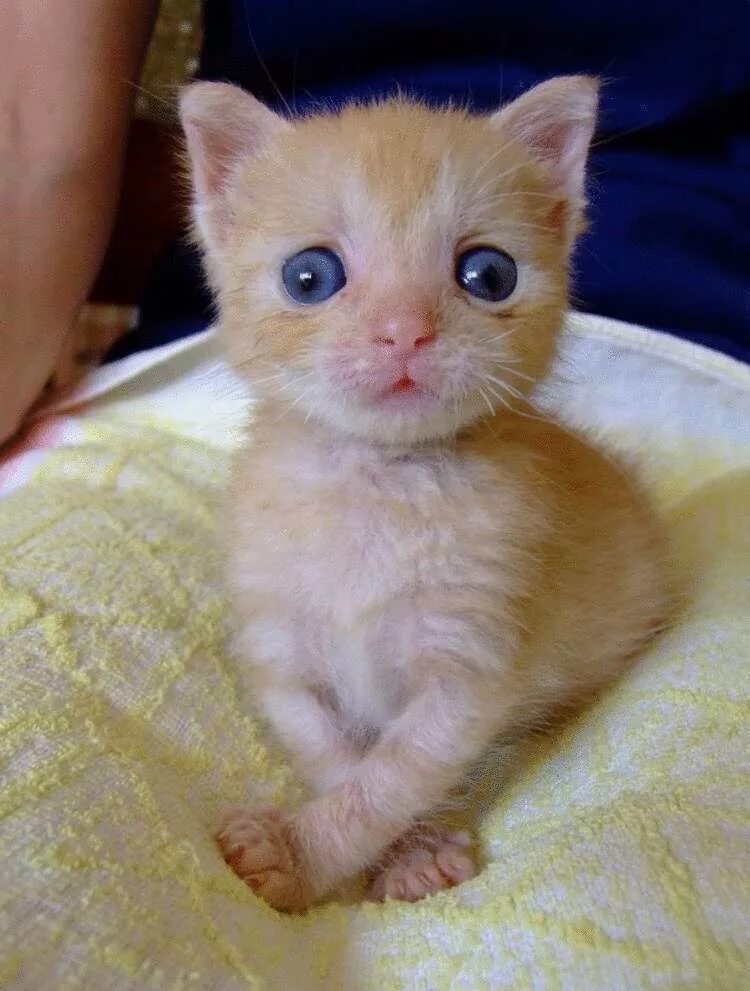 Глаза маленьких котят. Разные котята. маленький котенок. косые котята.