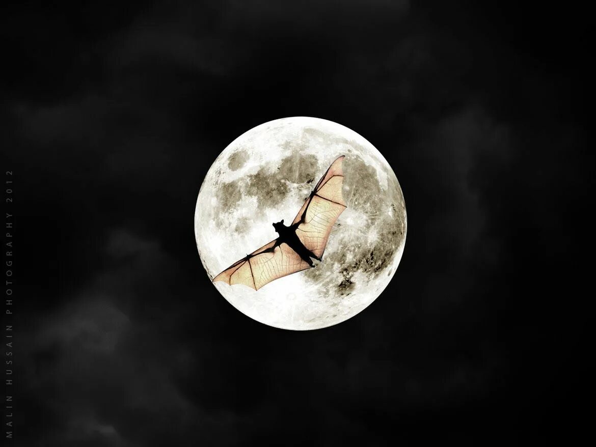 9 лун день. Луна с летучими мышами. Полнолуние и летучие мыши. Летучая мышь на фоне Луны ночью. Летучая мышка на фоне Луны.
