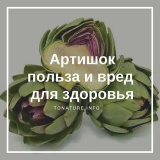 Артишок польза