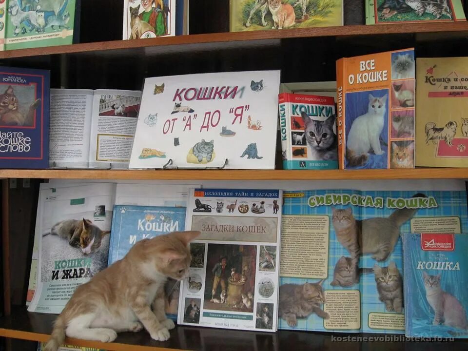 Выставка про животных. Книжная выставка о животных. книжная выставка про домашних животных. выставка о кошках в библиотеке.